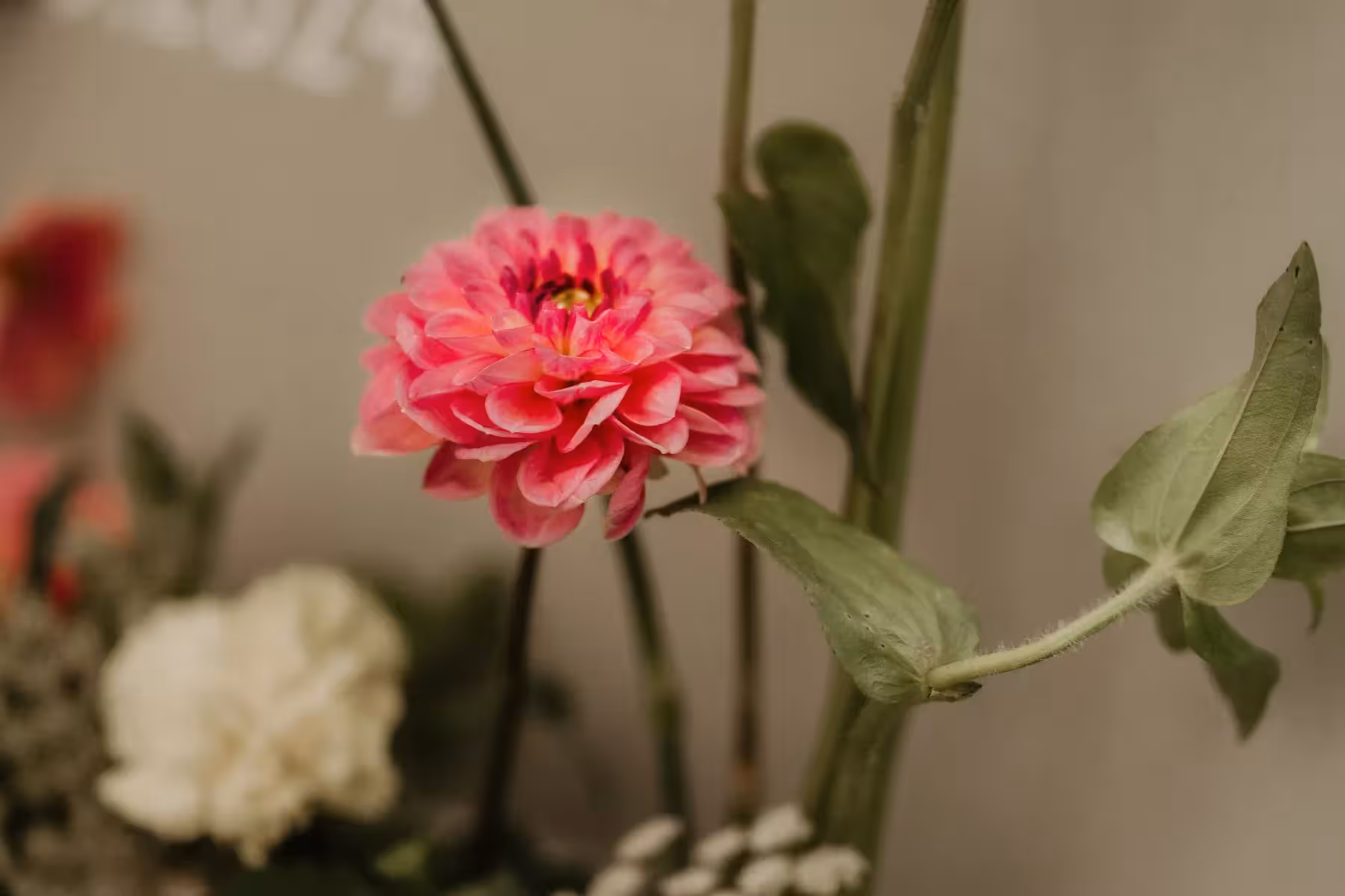 Vlada & Donatas wedding